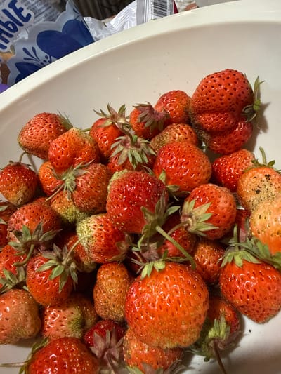 The image shows a close-up, overhead view of a pile of ripe strawberries in a white bowl. The strawberries are a vibrant red with some lighter, yellowish-orange patches and green stems. Many of the strawberries have visible seeds, and some show signs of slight bruising or imperfections. The lighting suggests an indoor setting, possibly a kitchen, with the bowl positioned on a countertop or table. There are glimpses of packaging behind the bowl, with some text visible, though it is mostly obscured. One piece of packaging appears to be a blue and white bag with a floral pattern. The strawberries are the primary focus, filling most of the frame. The overall impression is one of fresh produce, ready for consumption or preparation. There are no people visible in the image. The scene is static, with no activity taking place. The time of day and weather are not discernible. The location context of Severnyy, Russia, is provided, but there are no visual cues in the image to confirm this specific location.