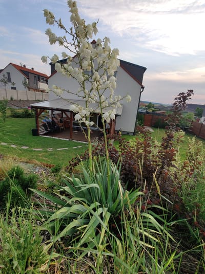 The image captures a residential backyard in Jiřice, Czechia, under a cloudy sky at dusk. In the foreground, a tall plant with white bell-shaped flowers and long, green, sword-like leaves dominates the lower portion of the frame. To the right of this plant, a cluster of dark red leafy shrubs adds a contrasting color to the scene.

Behind the flowering plant, a modern house with white walls and a dark-pitched roof is visible. To the left of the house, a covered patio area with a wooden deck and dark chairs is situated. The backyard is covered in green grass, with a winding path of stepping stones leading across it.

In the background, more houses with red-tiled roofs can be seen, nestled among green trees. A wooden fence marks the boundary of the property. The overall impression is that of a well-maintained suburban garden during the early evening. There are no people or animals present in the image.