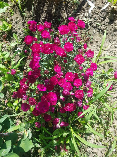 In Lomets, Bulgaria, a cluster of vibrant magenta carnations blooms amidst dry, cracked soil and sparse green foliage. The flowers, densely packed on slender stems, exhibit ruffled petals and some buds. The ground is a mix of soil, small stones, and dried plant debris, with shadows cast from unseen overhead foliage. To the left, the thorny stem and serrated leaves of a rose bush are visible. In the upper right corner, two delicate white petals, likely from a fallen flower, rest on the soil. The scene is illuminated by bright sunlight, creating strong contrasts. No people or animals are present.
