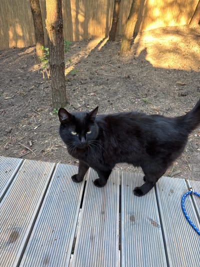 A black cat stands on a wooden deck in what appears to be a backyard. The cat is facing the camera with its head slightly tilted. Behind the deck, there is a dirt area with some trees and a wooden fence. Sunlight is casting shadows on the ground and the fence. A blue rope is visible on the right side of the deck. The location is identified as Ivachiv Horishnii, Ukraine.