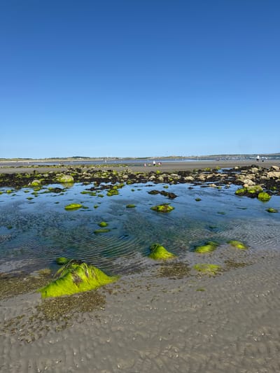 The image depicts a coastal scene at low tide, with a vast expanse of clear blue sky dominating the left side. The right side of the image shows a sandy beach with shallow water. Large, vibrant green seaweed clings to rocks and is scattered across the wet sand, creating a striking contrast with the muted tones of the sand and water. The water itself is clear, with ripples indicating movement, and the sand displays textured patterns from the receding tide.

In the distance, a line of people and what appear to be parked vehicles or boats are visible along the shore, suggesting a public beach or a harbor area. Some structures, possibly piers or buildings, are also faintly discernible in the far distance, along with wind turbines. The scene is bathed in bright sunlight, indicating it is daytime. The weather appears clear and sunny. The image evokes a sense of a serene day at the beach, with the natural elements of sea, sand, and sky taking center stage. The overall mood is peaceful and tranquil. No visible text is present in the image.