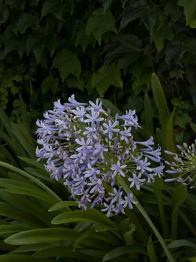 This is a close-up, horizontal, eye-level shot of a cluster of pale blue Agapanthus flowers in full bloom. The flowers are arranged in a spherical shape, with many individual star-shaped blossoms, each with delicate white stripes. The petals of some flowers are unfurled, while others are still in bud. The blooms hang downwards, creating a cascading effect.
The flowers are set against a dark, leafy background. To the left, there are dark green ivy leaves, characteristic of a dense, shaded garden or woodland area. To the right and behind the flowers, there are long, glossy, dark green leaves, possibly from a broader-leafed plant. The lighting appears to be soft and natural, suggesting it might be daytime, perhaps late afternoon or early morning, with some shadows adding depth. There are no people or text visible in the image. The overall mood is serene and natural, highlighting the beauty of the flowers and their lush surroundings. The location context of Krimovice, Montenegro, suggests a Mediterranean or Balkan setting, where such flora would be common.