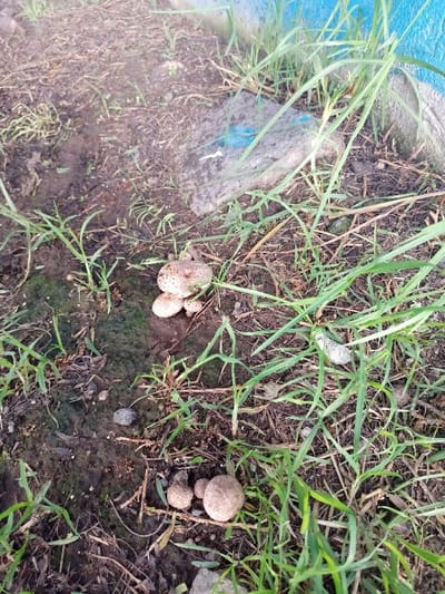A close-up shows a patch of earth with green grass and patches of mushrooms. There's a cluster of small, round mushrooms with speckled caps and another group of round, tan mushrooms. A gray rock sits near the top with a blue patch on it. The background shows a blue wall. The ground is damp and dark with scattered bits of debris.