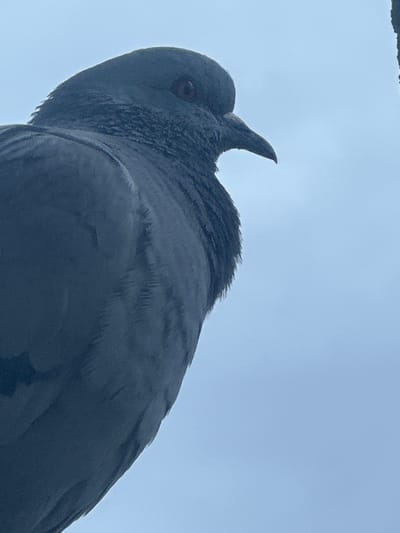 A rock pigeon (Columba livia) is observed in a low-angle, profile view, occupying the majority of the left side of the frame. The bird's plumage is predominantly dark grey, with discernible feather texture, appearing somewhat ruffled around the neck and chest area. Its dark orange-red eye is prominent and directed slightly forward. The dark-colored beak points toward the right side of the image. The background is a uniform, light blue sky, suggesting an overcast condition or clear daylight. A narrow, dark vertical object, potentially a structural element or natural perch, is partially visible along the extreme right edge. The scene is situated in Skopje, North Macedonia; the precise location within the city is not visually identifiable from the image content.