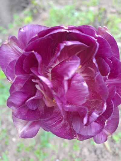 A close-up, overhead shot captures a blooming purple flower, likely a tulip, with numerous layers of petals. The petals are a deep purple with subtle white streaks. Specks of golden pollen are scattered across the petals. The background is out of focus, displaying blurred greens and browns, suggesting foliage and soil. The image does not depict any people or actions. There is no contextual information to suggest the location is Kosherovo, Russia; the image is a close-up of a flower.