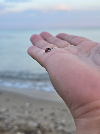 A close-up, tilted shot shows a person's hand with a ladybug on it. The hand is pale with visible skin texture and lines. A thin, silver ring is visible on one of the fingers. The ladybug, perched on the side of a finger, is small and dark with red markings. The background is softly blurred, showing a light, hazy sky on the left and a textured, sandy or pebbly surface on the right. The overall lighting suggests it may be daytime, possibly overcast or at twilight, given the soft, diffused light. The scene appears to be outdoors, potentially near a beach or body of water, with the indistinct textures in the background hinting at sand and water or sky. The focus is entirely on the hand and the ladybug. There is no visible text.
