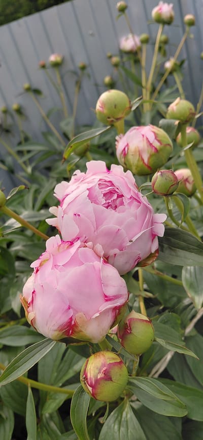 This media file showcases a close-up, vertical shot of blooming pink peonies in what appears to be a garden setting. The primary subjects are the large, delicate peony flowers, with their layered pink petals tinged with darker pink at the edges. Several unopened peony buds, predominantly green with hints of pink, are also visible, interspersed among the foliage. The background consists of lush green leaves and stems, suggesting a healthy plant. In the distance, a pale blue, weathered wooden surface with horizontal planks is discernible, possibly a fence or a bench, providing a subtle context to the location. The lighting suggests it is daytime, likely morning or late afternoon, with soft, natural light illuminating the flowers. There are no people or animals prominently featured, though a tiny insect is visible on one of the peony petals. The overall mood is serene and natural, highlighting the beauty of the flowers in their growth stage. There is no visible text in the image. The location context provided is Tashkazgan, Russia.