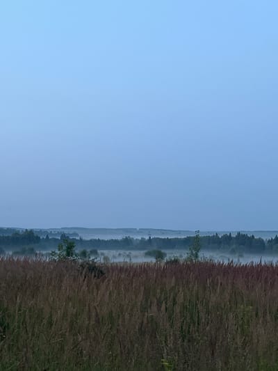 The image shows a hazy, misty landscape in the early morning or late evening. In the foreground, there is a field of tall, dry grass, predominantly brown and reddish-brown in color, with some lighter green stalks interspersed. A few small yellow flowers are visible among the grass. Behind the field of grass, a dense line of dark green trees forms a treeline, which extends across the middle ground. Beyond the treeline, a layer of white mist or fog obscures the distance, softening the contours of the land and any features within it. The sky above is a pale, clear blue, gradually darkening to a deeper shade towards the horizon. The overall impression is one of tranquility and a quiet, rural setting. The location is identified as Badashka, Russia.