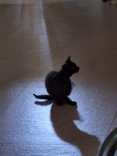 A dark-furred kitten sits on a tiled floor, illuminated by a beam of light that casts a long shadow. The kitten is facing to the right, with its head turned slightly upwards. The tiles are light-colored and laid in a horizontal pattern. The background is dark and out of focus, suggesting low light conditions. The image appears to be taken indoors, possibly in a residential setting. There is no indication of the location being in Kobuleti, Georgia.