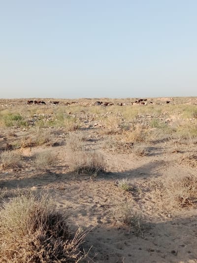 The image captures a wide, flat expanse of arid terrain, likely in or around Karaulbazar, Uzbekistan. The ground is predominantly sandy and dry, sparsely covered with low-lying, scrubby vegetation and scattered rocks. In the middle ground, a herd of approximately 15-20 sheep, mostly brown and white, are grazing. The sheep are spread out across a slightly elevated ridge of land, which appears to be littered with debris, suggesting it might be a less-maintained area or a dumping ground. The sky above is a clear, pale blue, with no clouds visible, indicating fair weather. The lighting suggests it is either early morning or late afternoon, with long shadows cast across the foreground. The overall scene is one of desolation and rural life.