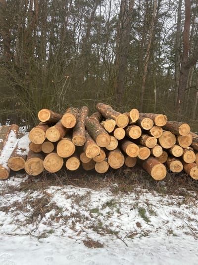 The image depicts a large, irregularly stacked pile of freshly cut logs resting on snow-covered ground within a forest. The scene is located in Абухаўскі сельскі Савет, Belarus. No people are visible.
**Subjects/Objects:** The primary subject is a substantial quantity of debarked or partially barked tree trunks, cut into segments of varying lengths. The logs display distinct pale, concentric growth rings on their cross-sections, indicative of coniferous trees. Many log ends show clear saw marks. A few logs in the foreground on the left are partially covered in a thin layer of snow. The ground in the foreground is covered with patchy snow, interspersed with exposed dark earth, dry grass, and fallen twigs.
**Environment:** The background consists of a dense forest. The trees are predominantly bare deciduous species with intricate patterns of dark, slender branches against an overcast sky. Some taller coniferous trees with dark foliage are visible among them. The overall lighting is dim and diffused, consistent with an overcast winter or early spring day. The presence of snow and bare trees suggests a cold-weather environment.