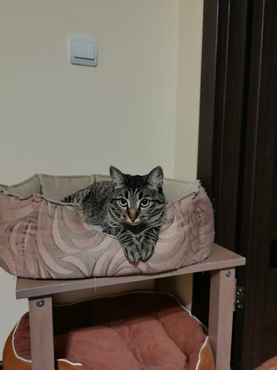 A tabby cat is resting in a beige pet bed that is placed on a wooden stand. The cat is looking directly at the camera. The background consists of a cream-colored wall with a white light switch and a dark brown door. The lower portion of the image shows another pet bed in a reddish-orange color. The scene appears to be an indoor setting.