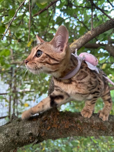 A juvenile Bengal cat with distinctive black spots on its tan fur is perched on a thick, moss-covered tree branch. The cat is facing left, with its head turned slightly upwards and its large, dark eyes focused on something out of frame. Its front left paw is extended forward, in mid-step, while its front right paw is also visible, resting on the branch. A delicate, light-colored harness with a small pink accessory is visible around the cat's neck and back. The background consists of blurred green foliage and dappled sunlight, suggesting an outdoor, natural setting. There is no discernible indication of the city of Rzhev, Russia, in this image.