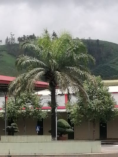 The image depicts a palm tree in the foreground, with a building and a hillside in the background. The sky is overcast. A portion of a red roofed structure is visible to the left of the palm tree. In front of the building, several smaller trees and a decorative, shaped shrub are present. A blue sign with a white pedestrian symbol is affixed to a pole. The scene appears to be an outdoor public space in Bo Y, Vietnam.