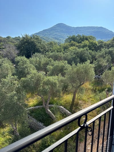 The image is a landscape view taken from a balcony railing, looking out over an olive grove towards a large, tree-covered mountain under a clear blue sky. The olive trees are dense and lush green, with some appearing older and gnarled. The ground beneath the trees is covered in a mix of grass and dry vegetation, with some stone retaining walls visible. In the background, a majestic mountain range dominates the horizon, its slopes covered in a thick forest. The scene suggests a rural or semi-rural setting, likely in a Mediterranean climate. The location is identified as Sustaš, Montenegro.