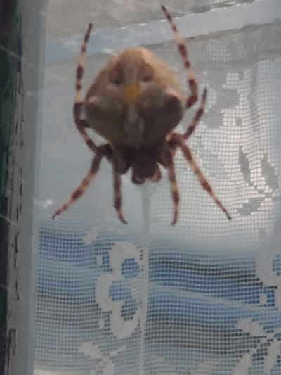 A large, tan-colored spider with reddish-brown markings on its legs is hanging upside down against a white, lacy curtain. The spider's body is plump, and its legs are spread outwards. The curtain appears to be in front of a window, as a blurred blue background is visible through the netting. There is a yellow marking on the spider's upper body. The spider is the sole subject of the image. The scene is an indoor environment, likely a home, with the spider positioned on a vertical surface. The focus is on the spider itself, with the background elements blurred. The image is taken from a slightly upward angle. The location of Konstantinovka, Moldova is not depicted or suggested in the image.