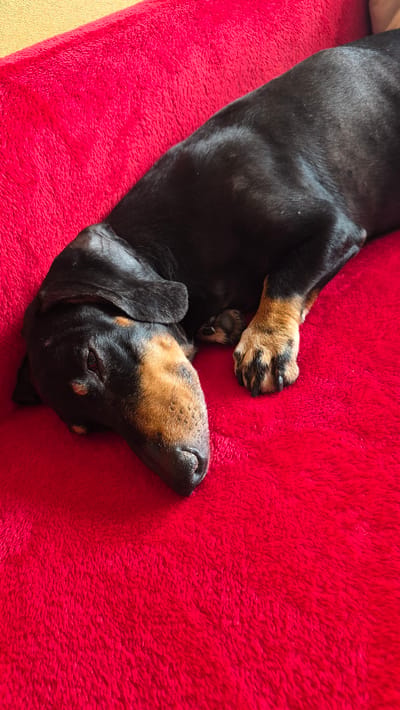 A black and tan dachshund dog is sleeping on a bright red, fluffy surface. The dog is lying on its side with its head resting down. Its front paws are tucked underneath its body, and one hind paw is visible, showing its claws. The background is a solid red texture, possibly a blanket or rug. A small portion of a yellow surface is visible in the upper left corner of the image. There is no indication of the dog's location in Krauja, Latvia, or any other specific geographic location.