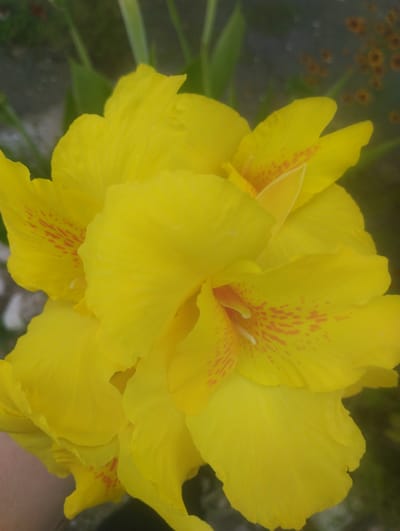A close-up, top-down view of a bright yellow canna lily flower is presented. The flower is in full bloom, with large, overlapping petals that are a vibrant yellow. Some of the petals have delicate red-orange speckles. The center of the flower reveals hints of its inner structure. The background is softly blurred, showing green foliage and some out-of-focus reddish-orange elements that might be other flowers or leaves. There is no indication of the city of Bandza, Georgia, or any specific location details within the image. The image focuses exclusively on the floral subject.