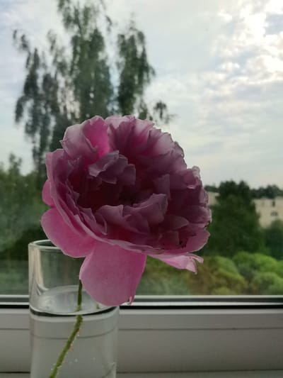 A close-up, vertical shot shows a single, fluffy pink peony flower in a clear glass of water. The flower is positioned on the left side of the frame, with its delicate petals unfurling. The glass sits on a white windowsill. In the background, through a window, a blurred scene of green trees and a building under a cloudy sky is visible. The image appears to be taken indoors, looking out. The scene is likely from Zelenogorsk, Russia, given the mention of the city.