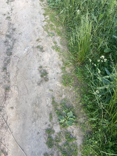 The image depicts a ground-level view of a dirt path bordering a dense patch of green grass and weeds. The path appears to be composed of compacted earth, with areas of lighter and darker discoloration, suggesting it may have been wet at some point or is a mixture of different soil types. Scattered across the path are a few dry twigs and some small, sparse patches of grass. A small piece of white plastic is also visible on the path in the lower left quadrant.

The vegetation on the left side of the frame is lush and varied, with tall blades of grass dominating the scene, interspersed with smaller weeds and a few small white flowers. Some of the grass is laid over, indicating it might be windblown or recently disturbed. The overall impression of the vegetation is one of wild growth, possibly in an uncultivated area.

The lighting suggests it is daytime, with shadows not being a prominent feature, indicating perhaps overcast conditions or the sun being high in the sky. There are no people or animals visible in the frame, nor are there any man-made structures other than the path itself. The image conveys a natural, somewhat unkempt outdoor setting, likely in a rural or semi-rural environment. The textures of the rough ground and the delicate blades of grass are the primary visual elements. There is no visible text in the image. The scene appears calm and static, with no activity taking place.