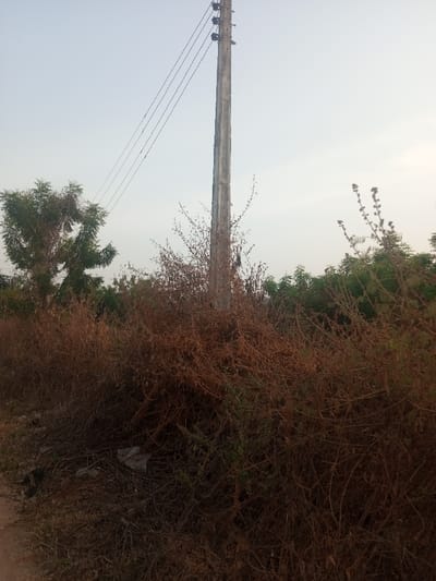 The scene depicts an unpaved outdoor area in Okeni, Nigeria, under a bright, hazy sky. A single, weathered utility pole, appearing to be concrete or wood, stands upright slightly right of the frame's center, extending from the mid-ground to the top. Three dark utility wires are affixed to the pole's upper section, running diagonally upwards and leftward. The foreground and mid-ground are predominantly covered by a dense, dry, reddish-brown bushy vegetation mass, with small clusters of greener foliage intermingled. Within this vegetation in the lower-left quadrant, pieces of white plastic debris are visible. To the far left, a dirt path is partially discernible. In the background, a tree with green leaves is present on the left, while a continuous line of green trees and bushes extends across the horizon from the center to the right edge. No human or animal subjects are present.