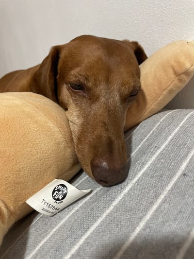 A close-up, angled shot shows a brown dachshund dog resting its head on a tan stuffed toy. The dog's eyes are partially closed, suggesting it is sleepy or relaxed. Behind the dog and toy, a gray striped pillow is visible. A white tag is attached to the pillow and reads "SMART & FUN PLUSH" along with some numbers: "TY157844" and "202503-04". The lighting appears to be indoor, with no indication of time of day or weather. The overall mood is peaceful and comfortable. The location context of La Línea de la Concepción, Spain, provides a geographical setting but no specific visual cues within the image itself point to this location.