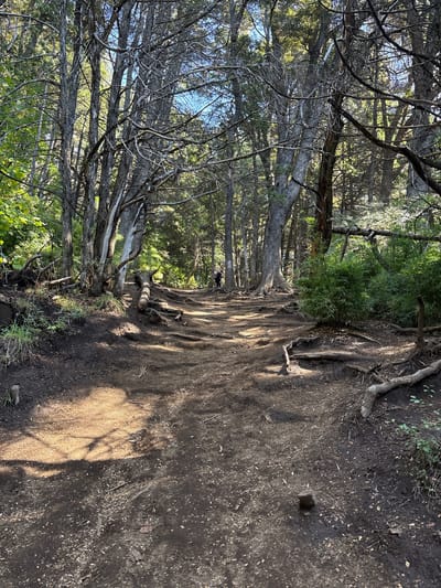 The image shows a dirt trail winding through a densely wooded area. The trail is uneven, with exposed tree roots and scattered debris. The trees lining the path are tall and slender, with bare branches reaching towards the sky. There is sparse greenery at ground level. The lighting is dappled, with sunlight filtering through the trees and casting shadows on the trail. In the distance, a person can be seen walking along the path.

Without additional information or landmarks, it is not possible to specifically identify the precise location within San Carlos de Bariloche.