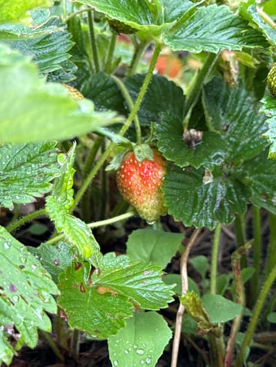 A close-up, eye-level shot shows a ripe strawberry nestled among lush green strawberry leaves, some of which are speckled with water droplets. The strawberry itself is a vibrant red with a gradient of yellow-green near its stem, and it appears to be the central focus of the image. The leaves are deeply veined and possess a slightly serrated edge. The background is blurred, suggesting a shallow depth of field, with hints of more greenery and dark soil. The scene is set in an outdoor garden environment in Kandry, Russia.