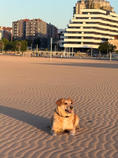 A light brown dog with a black collar is lying on a sandy beach. The dog is facing towards the left of the frame with its mouth slightly open. The sand is rippled, indicating wind activity, and is illuminated by the warm light of what appears to be sunset or sunrise. In the background, there are several buildings, including a prominent, modern, multi-story building with a distinctive stepped facade. Further in the distance, other residential buildings and trees are visible, suggesting an urban setting. A few people are scattered across the beach and a promenade area behind it. The location is identified as Gijón, Spain, specifically on a beach with urban development bordering it.
