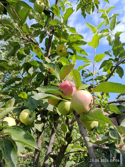 The image shows an apple tree with several green and reddish apples. The tree is full of green leaves, and the sky is visible in the background. The sun is shining, casting shadows on the apples and leaves. The overall scene is one of nature and growth.
While the image itself does not provide any specific clues to pinpoint its exact location within the city of Erkin, Uzbekistan, it depicts a common agricultural scene found in regions where apple cultivation is prevalent. The presence of fruit-bearing trees suggests a rural or semi-rural setting, possibly an orchard, garden, or backyard within the city limits or its outskirts. The climate appears to be warm and sunny, conducive to apple growth.