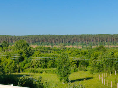 This media file depicts a panoramic landscape scene under a clear blue sky. The primary subjects are a dense forest that stretches across the horizon, and a foreground with lush green fields and trees. In the mid-ground, several utility wires are strung horizontally across the frame, supported by unseen poles. A single slender tree stands prominently in the middle of the field, its foliage illuminated by sunlight. To the right of this tree, a series of thin, vertical fence posts are visible, partially submerged in the tall grass and receding into the distance. The overall setting appears to be rural or natural, possibly in Pugachi, Russia, given the provided location context.
The scene suggests a serene, possibly early morning or late afternoon time of day, due to the bright sunlight casting shadows. The weather appears to be clear and fair. There are no people or animals immediately visible, and no specific activity or event is taking place, lending the image a tranquil and still quality. The vibrant green of the grass and trees indicates a temperate season, likely late spring or summer. The image is devoid of any visible text.
