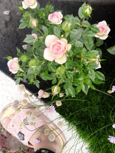 The image shows a close-up view of a potted rose bush with delicate pink and white roses and green leaves. In the foreground, a person's foot is visible wearing a pink slipper with cartoon cat designs. The slipper is resting on a white concrete surface, which transitions to dark soil. Surrounding the rose bush is a patch of lush green grass. There are also small, dried-out flower heads and a few small purple flowers scattered around. The lighting suggests it is daytime, and the overall scene appears to be in a garden or outdoor setting. There is no visible text in the image. The setting appears to be outdoors in a garden or park.