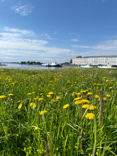 The image depicts a sunlit, natural scene in Solovetskiy, Russia, with a focus on a field of blooming dandelions and tall green grass in the foreground. In the middle ground, a body of water, likely a bay or harbor, is visible, with several boats and ships docked. One prominent blue and white vessel is partially obscured by the foreground vegetation. Further in the background, a long, white, multi-story building with numerous windows stretches horizontally across the frame. The sky above is a vibrant blue, dotted with scattered white clouds, suggesting a clear day. The overall impression is one of a tranquil, picturesque coastal landscape.