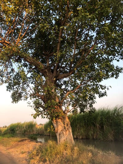 An upright, mature tree with a thick, textured trunk and a dense canopy of green leaves dominates the center of the image. Its branches extend outwards, some angled upwards and others downwards, creating a complex silhouette against the soft blue and pale orange sky. The tree is situated on the bank of a narrow, dark body of water, possibly a canal or small river. Tall, green reeds and grasses line the opposite bank and also grow along the near bank, obscuring the water's edge in places. The ground in the foreground is a mix of dry, sandy soil and patches of dry, golden grass, suggesting a rural or semi-rural environment. The lighting indicates it is either early morning or late afternoon, with a warm, golden hue cast upon the scene. The location is identified as Keboguyang, Indonesia. There are no people or animals visible in the frame. The overall impression is one of a tranquil, natural landscape.