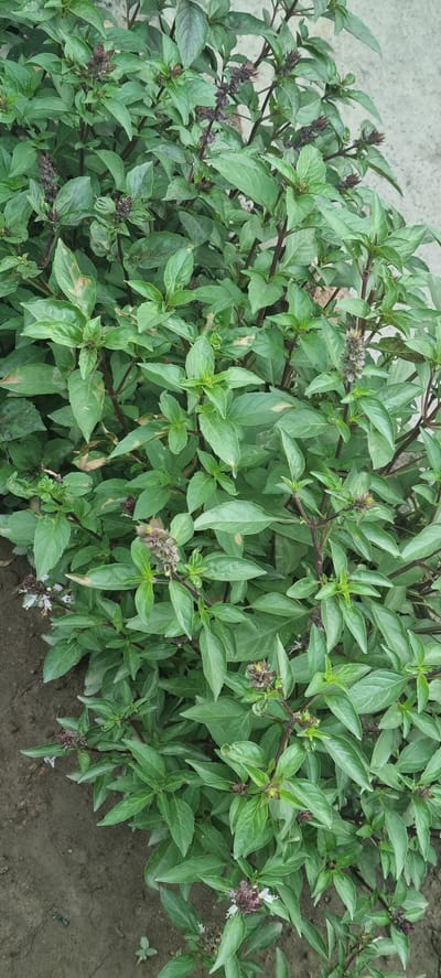 A close-up, eye-level, full shot shows a dense, overgrown bush of Thai basil in an outdoor setting. The plant is lush with vibrant green leaves and dark reddish-purple stems. Small, dark purple flower spikes are visible throughout the bush, some with tiny white petals. The ground beneath the bush is visible on the left side of the frame, appearing to be dry, dark soil with some small pebbles and a single small green sprout. A textured, light-colored surface, possibly concrete, is visible in the upper right quadrant of the image. The lighting suggests an overcast day. The location is stated to be Батхоз, Tajikistan, though there are no visible landmarks to confirm this. There are no people or animals present in the image.