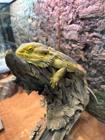 A bearded dragon rests on a piece of driftwood inside a terrarium. The reptile is yellow and grey, with spikes along its neck. The terrarium appears to be located indoors. The location of Kogalym, Russia, cannot be confirmed with the visible information.