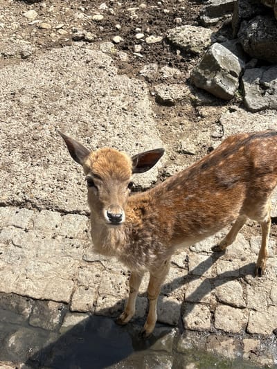 An overhead, high-angle shot captures a young deer, likely a fawn, standing on a mixed ground surface under bright sunlight. The deer, with its light brown fur and distinct white spots, is positioned diagonally across the frame, facing upwards and slightly to the right, looking directly towards the camera. Its ears are prominent, and its muzzle appears dark.
The ground beneath the deer is varied. To the left, there's a patch of rough, uneven dirt mixed with numerous small pebbles and several larger, angular grey rocks. Towards the center and right, the ground transitions to a paved area composed of irregular, light-colored stone blocks, resembling old cobblestones, with visible cracks and dirt between them. In the bottom right corner, a small puddle or wet patch is visible on the paving, reflecting some light.
Strong shadows are cast by the deer's body and legs onto the paved stones, as well as by the large rocks on the left, indicating a sunny day. The deer's posture, with its head raised, conveys a sense of curiosity or attentiveness. The overall scene suggests an outdoor enclosure or a semi-natural environment, potentially in a park or zoo setting in Pavlikeni, Bulgaria. There is no visible text in the image.