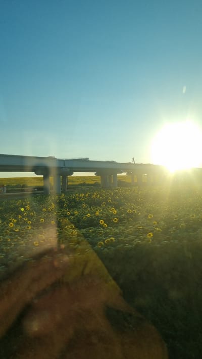 The image depicts a field of sunflowers under a clear blue sky during sunset. A partially constructed overpass, supported by concrete pillars, stretches across the middle ground. The sun is setting on the right side of the image, casting a bright glare and long shadows. In the foreground, a blurry reflection of a person's hand and arm is visible, suggesting the photo was taken from inside a vehicle. The location is specified as Berești-Bistrița, Romania.
