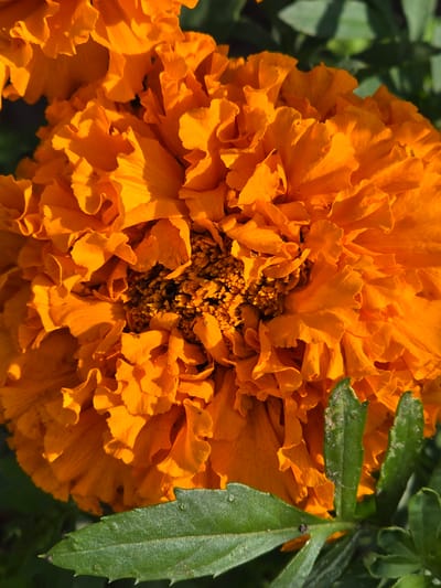 A close-up, top-down view of a bright orange marigold flower is presented, with its ruffled petals filling the frame. The center of the flower is darker and textured with small seed-like structures. To the bottom right, a few serrated green leaves are visible, some with water droplets, and the background consists of blurred green foliage. The image is devoid of any people or human activity, depicting a natural scene. This image was taken in Ермолаево, Russia.