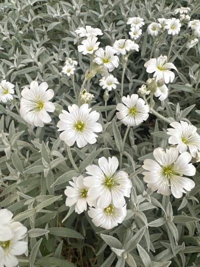The image shows a close-up of a patch of Snow-in-Summer flowers (Cerastium tomentosum) in bloom. The flowers are white with five petals and a green center. The leaves are gray-green and lance-shaped. The flowers and leaves are densely packed together, creating a carpet-like effect. The image is taken at ground level. While the prompt mentions Prigorodniy, Russia, there is no information in the image to support the location.