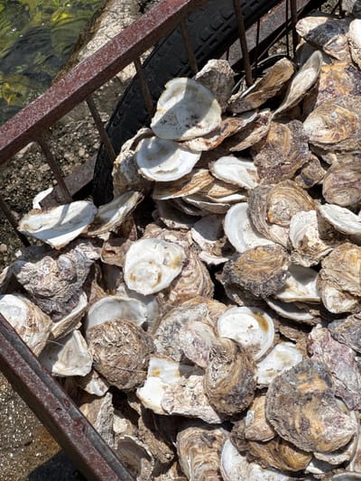 The image shows a large pile of oyster shells in a rusty metal crate. The crate is positioned outdoors, with some water visible in the upper left corner, which appears to be the Bay of Kotor in Donji Orahovac, Montenegro. The shells are of various sizes and colors, ranging from white to brown and grey, and are layered on top of each other. Some of the shells are broken, while others are intact. A black tire is visible under the pile of shells, suggesting the crate may be on a makeshift cart or has been repurposed. The ground around the crate appears to be rocky and uneven. The overall scene is one of a collection of discarded oyster shells in a coastal environment.