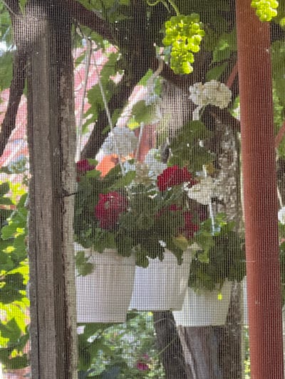 The image depicts a close-up view through a fine mesh screen, likely a window screen or enclosure, looking out onto a garden area. The screen is the dominant element in the foreground, obscuring some of the detail of the scene beyond.

The garden appears lush with various plants, including bright green leaves and clusters of what look like grapes in the upper portion of the frame, backlit by sunlight. There are also some vibrant red flowers, possibly geraniums, in planters. Two white planters are visible, one in the center-left and another further to the right. In the background, hints of a building with pinkish-red brickwork can be seen through the foliage and screen.

A rough, weathered wooden post is positioned vertically on the left side of the image, partially covered by the screen. On the right, a vertical reddish-brown element, possibly another support post or part of the screen's frame, is visible.

The overall impression is one of a natural, verdant outdoor setting viewed from a protected indoor or screened-in space. No people are visible in the image. The scene suggests a warm, sunny day.