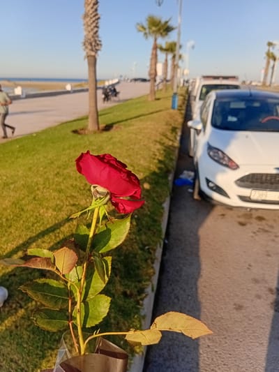 A red rose with green leaves is in the foreground. A white car is parked on a paved surface behind a thin grassy area. Beyond the grass are palm trees, a walkway along a beach, and the ocean. The location appears to be Martil, Morocco, based on the user's prompt.