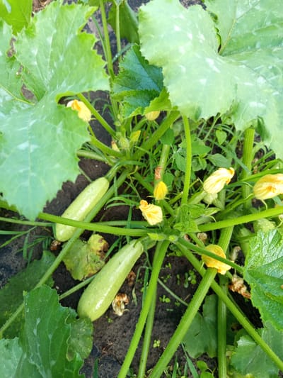 A close-up, high-angle shot captures a zucchini plant growing in what appears to be a garden. Several light green zucchini, elongated and smooth, are visible among the plant's large, broad leaves and yellow flowers. The leaves are a vibrant green, with some showing lighter green or whitish splotches. Thick, green stems, covered in fine hairs, support the leaves and fruits. The ground beneath the plant is dark soil, with some patches of grass and dried leaves. A few yellow zucchini blossoms, some open and some still budded, add pops of color to the scene. The lighting suggests it is daytime, likely sunny or partly cloudy, given the bright illumination and shadows. The presence of a garden setting, along with the healthy growth of the zucchini plant, indicates a rural or suburban outdoor environment. No people or text are visible in the image. The location context of Sloviansk, Ukraine, suggests this scene is from that region.