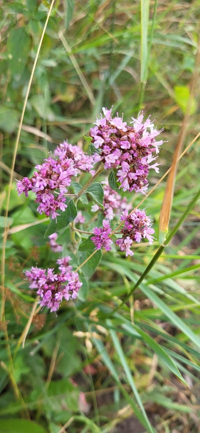 The image shows a close-up, vertical view of wild marjoram flowers (Origanum vulgare) in a natural setting. The flowers are small, clustered in dense spikes, and predominantly a soft pink or lilac color, with some individual florets exhibiting lighter pink and white hues. They are arranged on thin, green stems with small, ovate green leaves. The background is a blur of green foliage and blades of grass, with some dry, straw-colored stalks interspersed. The lighting suggests an outdoor environment, possibly a field or meadow, under natural daylight. No people or man-made structures are visible in the frame. The context of Сырымбет, Kazakhstan, suggests this image was taken in a rural or semi-rural area within that region.