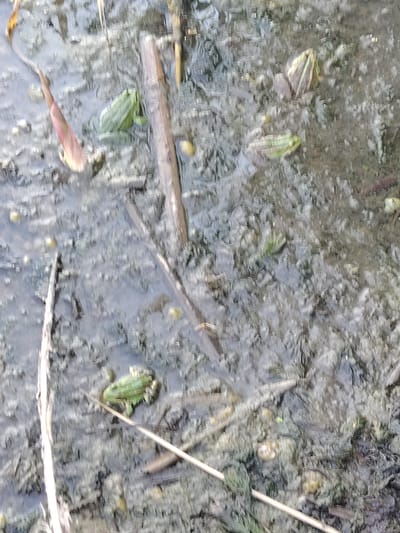 This media file depicts a shallow body of water, likely a pond or marsh, with several green frogs visible. The setting appears to be a natural, muddy environment, with submerged vegetation and fallen branches or reeds scattered across the surface. The water is murky, and reflections create a somewhat distorted view of the scene.
The primary subjects are the frogs. One frog is clearly visible in the lower left quadrant, facing to the right. Another frog is in the upper left, partially submerged and facing left. In the upper right, a cluster of what appear to be more frogs or possibly tadpoles are visible, though less distinct. There are also small, yellow-ish spherical objects scattered in the water, which could be plant seeds or algae.
The overall impression is one of a natural habitat for amphibians. The lighting suggests it might be daytime, but the water's surface and reflections make it difficult to determine the exact time of day or weather conditions. There are no people or man-made objects visible. The location cues of "Заямнаўскі сельскі Савет, Belarus" place the scene within a specific rural area of Belarus, implying a temperate climate and common wetland ecosystems found there. No text is visible in the image.