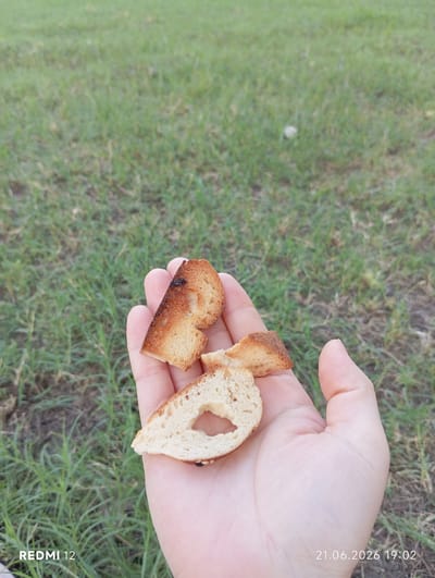 A hand holds several small, broken pieces of toasted bread against a blurred background of green grass. The bread pieces are golden brown and appear slightly burnt in some areas. The hand is light-skinned and the fingers are partially visible. A timestamp "21.06.2026 19:02" and "REDMI 12" are visible in the bottom right and left corners, respectively. The scene is outdoors, suggesting a park or a yard, and it is daytime. There are no other individuals or objects in focus. There is no discernible evidence to place this scene in Bekabad, Uzbekistan.