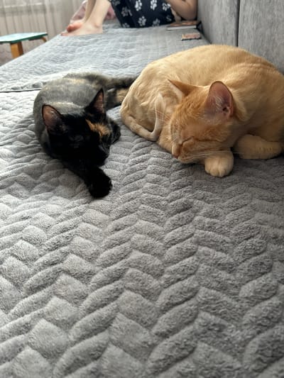 Two cats, one black and tan, and one orange, are sleeping on a grey, textured blanket. The black and tan cat is on the left, lying on its side with its head resting on its paw. The orange cat is on the right, curled up and sleeping. In the background, a person's legs are visible, and a small stool with a green top is to the left. The scene appears to be indoors.
