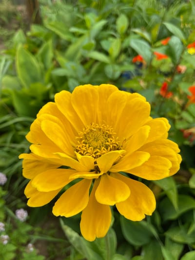 A close-up, vertical, full-frame shot captures a vibrant yellow zinnia flower in the foreground, its numerous petals fanning out from a detailed center. The flower is in sharp focus, showcasing its texture and rich color. The background is a soft blur of green foliage, interspersed with hints of orange and red flowers, suggesting a garden setting. The image is set in the city of Дресвяново, Russia.