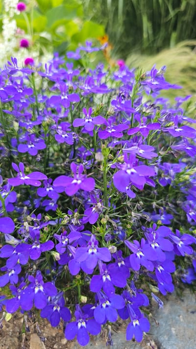 A close-up, eye-level, vertical shot captures a dense cluster of vibrant purple lobelia flowers. The flowers are the primary focus, with their delicate petals and small white centers forming a rich tapestry of color. The background is softly blurred, showing hints of green foliage, pink and white smaller flowers, and a touch of orange. The lighting is natural, illuminating the flowers evenly. The scene appears to be an outdoor garden or public planting in Cheonan-si, South Korea, given the context of the prompt. No people are visible in the image, and no specific actions are being performed. The overall impression is one of natural beauty and abundant floral growth.